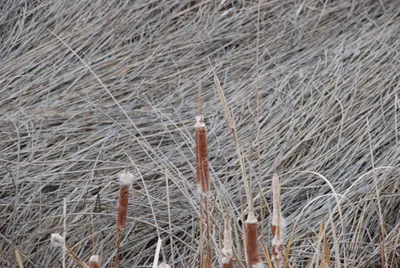 DSC_0006 (Large).JPG